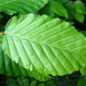 Photographie n°2499378 du taxon Carpinus betulus L.