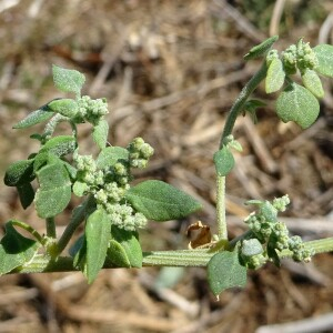 Photographie n°2499406 du taxon Chenopodium vulvaria L.