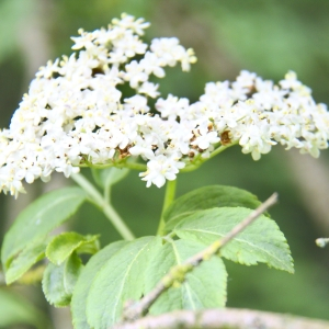 Photographie n°2499526 du taxon Sambucus nigra L. [1753]