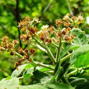 Photographie n°2499531 du taxon Sorbus domestica L. [1753]