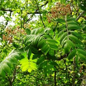 Photographie n°2499532 du taxon Sorbus domestica L. [1753]