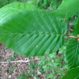 Photographie n°2499543 du taxon Carpinus betulus L.