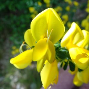 Photographie n°2499546 du taxon Cytisus scoparius (L.) Link [1822]