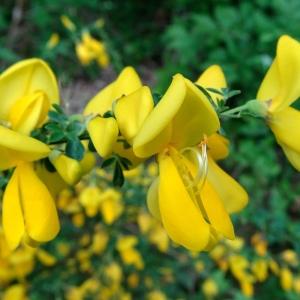 Photographie n°2499547 du taxon Cytisus scoparius (L.) Link [1822]