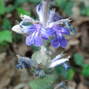 Photographie n°2499556 du taxon Ajuga reptans L. [1753]