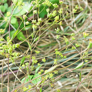 Photographie n°2499565 du taxon Bupleurum falcatum L.