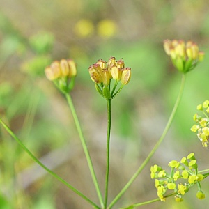 Photographie n°2499566 du taxon Bupleurum falcatum L.