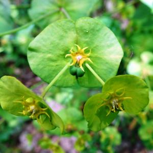 Photographie n°2499582 du taxon Euphorbia amygdaloides L.