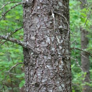 Photographie n°2499587 du taxon Cedrus libani subsp. atlantica (Manetti ex Endl.) Batt. & Trab.