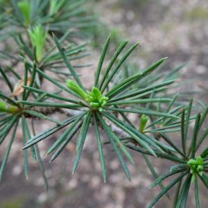 Photographie n°2499600 du taxon Cedrus atlantica (Manetti ex Endl.) Carrière [1855]