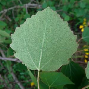 Photographie n°2499614 du taxon Populus tremula L. [1753]