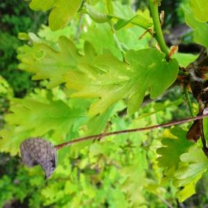 Photographie n°2499620 du taxon Quercus robur L. [1753]