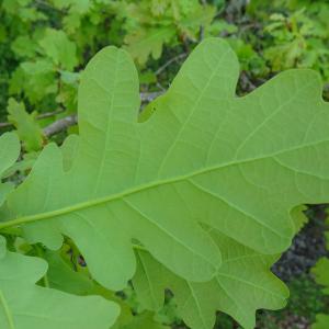 Photographie n°2499621 du taxon Quercus robur L. [1753]