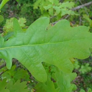 Photographie n°2499622 du taxon Quercus robur L. [1753]