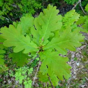 Photographie n°2499623 du taxon Quercus robur L. [1753]