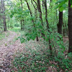 Photographie n°2499643 du taxon Sorbus torminalis (L.) Crantz [1763]