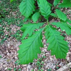 Photographie n°2499647 du taxon Sorbus torminalis (L.) Crantz [1763]