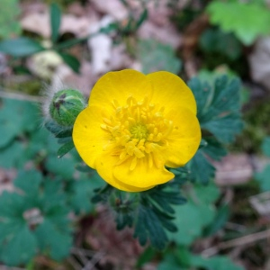 Photographie n°2499653 du taxon Ranunculus bulbosus L. [1753]