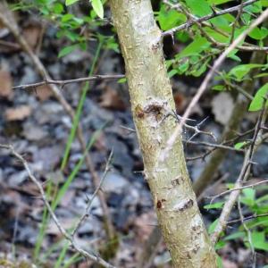 Photographie n°2499668 du taxon Crataegus germanica (L.) Kuntze [1891]