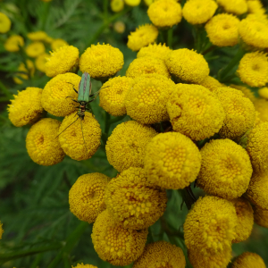 Photographie n°2499688 du taxon Tanacetum vulgare L.
