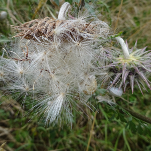 Photographie n°2499692 du taxon Carduus nutans L.