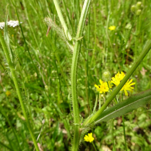 Photographie n°2499695 du taxon Crepis setosa Haller f.