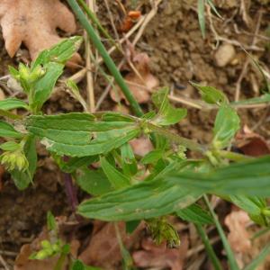 Photographie n°2499706 du taxon Stachys annua (L.) L.