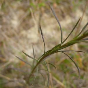 Photographie n°2499708 du taxon Galatella linosyris var. linosyris