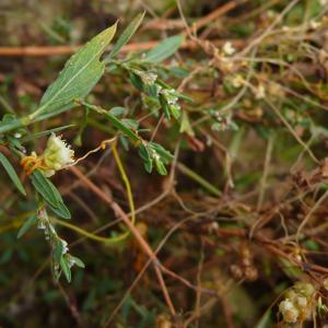 Photographie n°2499714 du taxon Cuscuta campestris Yunck. [1932]