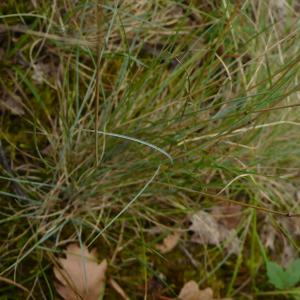 Photographie n°2499725 du taxon Festuca marginata subsp. marginata