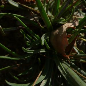 Photographie n°2499728 du taxon Plantago maritima subsp. serpentina (All.) Arcang. [1882]