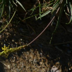 Photographie n°2499729 du taxon Plantago maritima subsp. serpentina (All.) Arcang. [1882]
