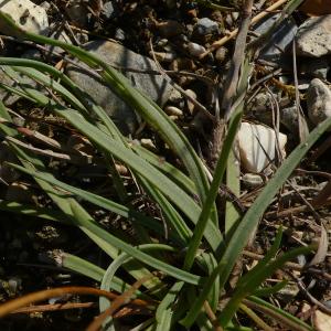 Photographie n°2499730 du taxon Plantago maritima subsp. serpentina (All.) Arcang. [1882]