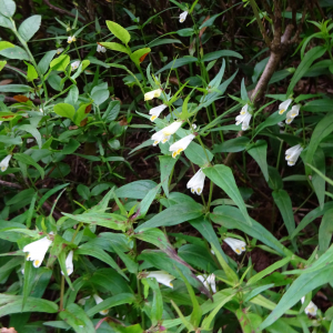 Photographie n°2499741 du taxon Melampyrum pratense L.