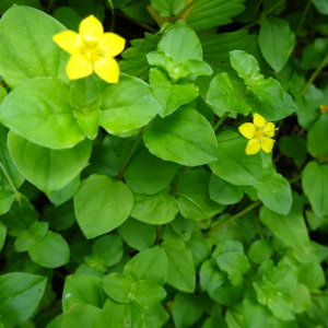 Photographie n°2499747 du taxon Lysimachia nummularia L.