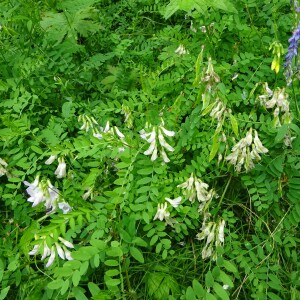 Photographie n°2499749 du taxon Vicia sylvatica L.