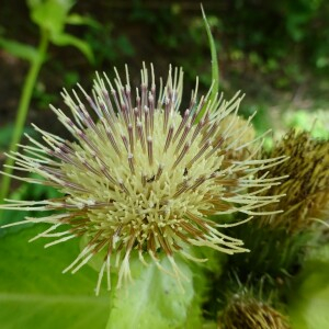 Photographie n°2499751 du taxon Cirsium oleraceum (L.) Scop.