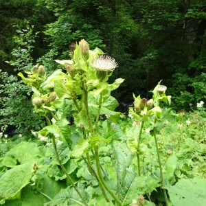 Photographie n°2499752 du taxon Cirsium oleraceum (L.) Scop.