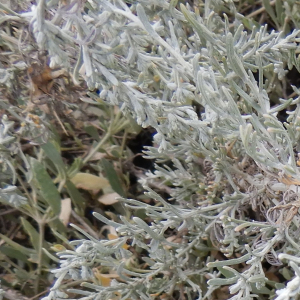 Photographie n°2499804 du taxon Artemisia maritima L. [1753]