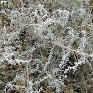 Photographie n°2499805 du taxon Artemisia maritima L. [1753]