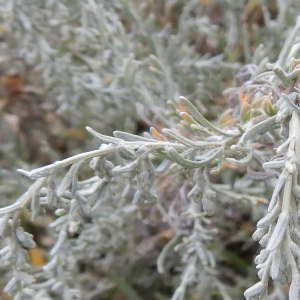 Photographie n°2499807 du taxon Artemisia maritima L. [1753]