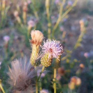 Photographie n°2499872 du taxon Cirsium arvense (L.) Scop.