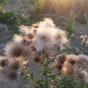 Photographie n°2499874 du taxon Cirsium arvense (L.) Scop.