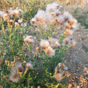 Photographie n°2499875 du taxon Cirsium arvense (L.) Scop.