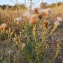  Delphine - Cirsium arvense (L.) Scop. [1772]