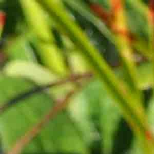 Photographie n°2499878 du taxon Spiranthes spiralis (L.) Chevall. [1827]