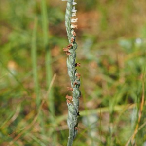 Photographie n°2499879 du taxon Spiranthes spiralis (L.) Chevall. [1827]