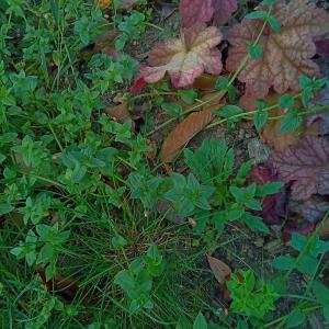 Photographie n°2499891 du taxon Lysimachia arvensis subsp. arvensis