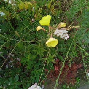  - Oenothera biennis var. biennis