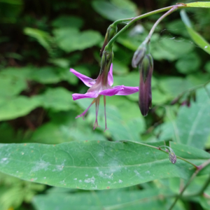 Photographie n°2499911 du taxon Prenanthes purpurea L.